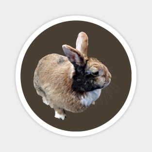 Mini Rex Rabbit Magnet